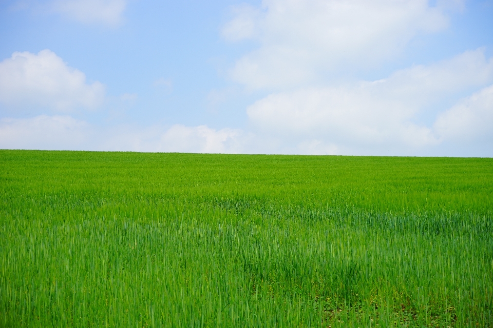 Grass horizon marsh growth