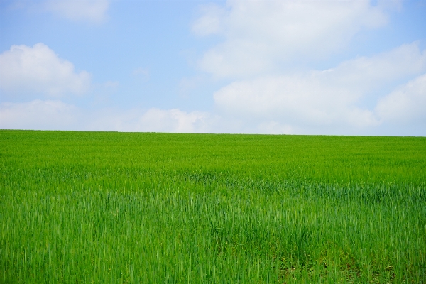 Grass horizon marsh growth Photo