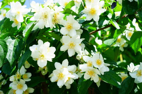 Blossom plant white flower Photo