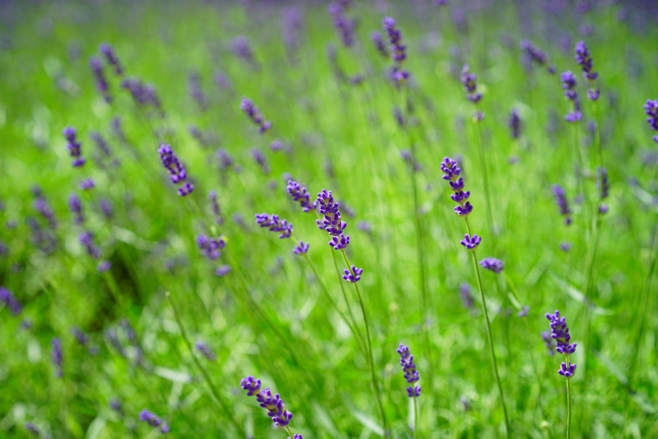 Wasser natur gras anlage