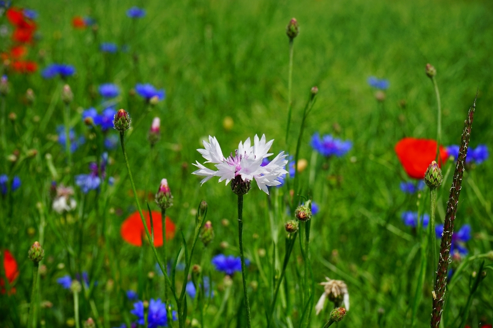 Nature grass blossom plant