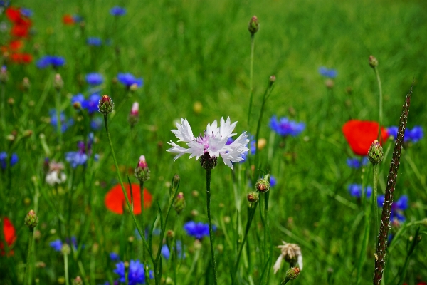 Nature grass blossom plant Photo