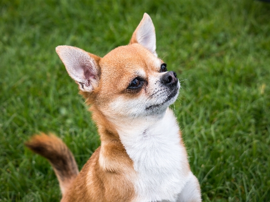 Foto Doce filhote de cachorro animal