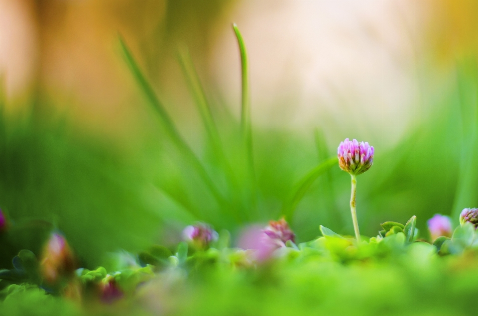 Natura erba fiore pianta