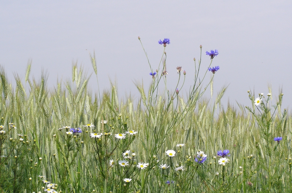 Natura erba pianta campo