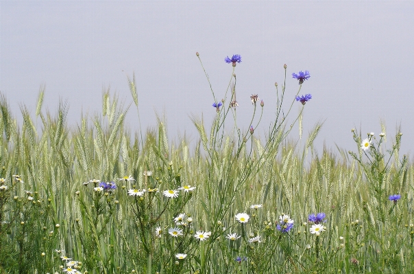 Nature grass plant field Photo