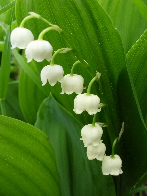 Plant white leaf flower Photo