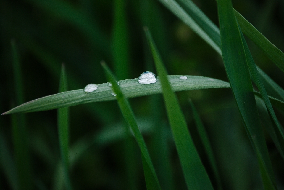 水 自然 草 露