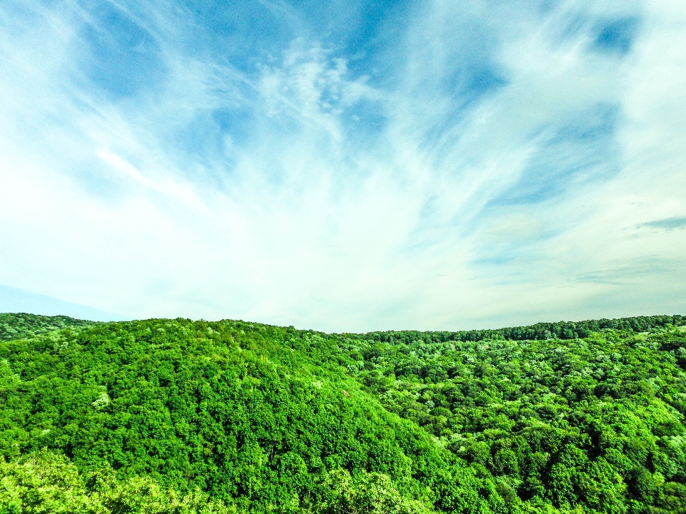 Landscape tree nature forest