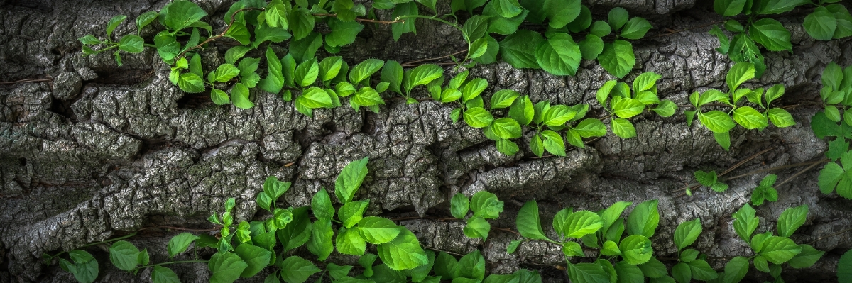 Tree nature forest branch Photo