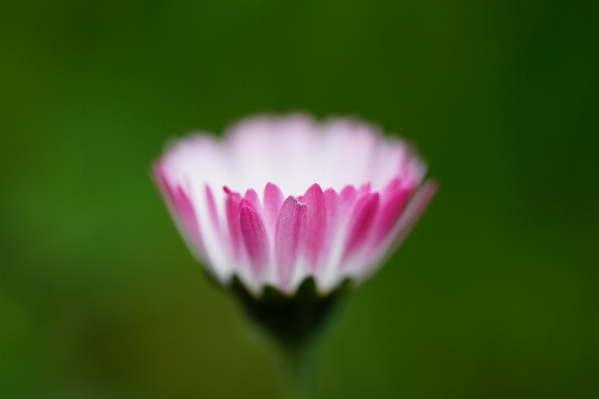 Blossom plant white flower Photo