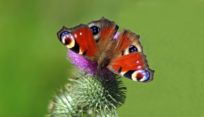 Nature flower live insect Photo