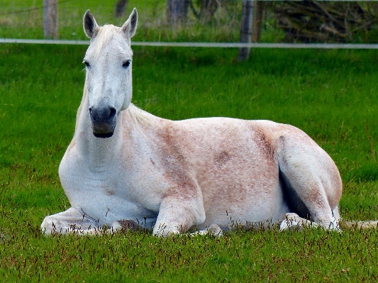 Nature grass white animal Photo