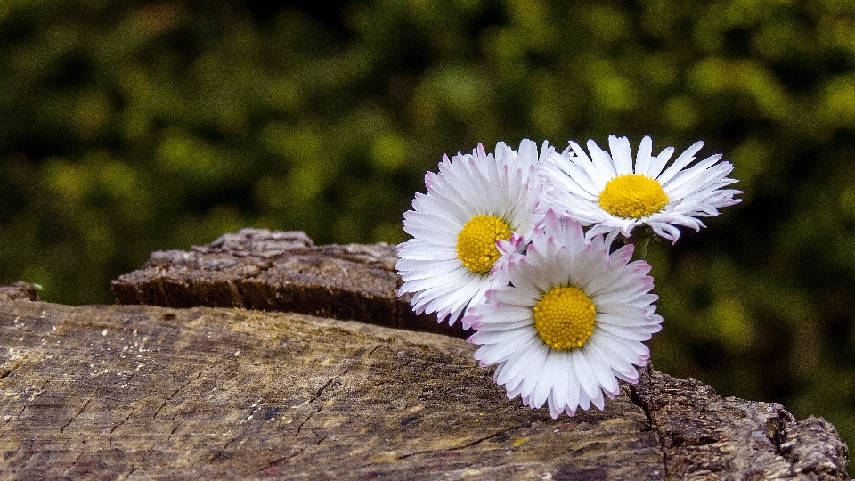 Natureza grama florescer plantar