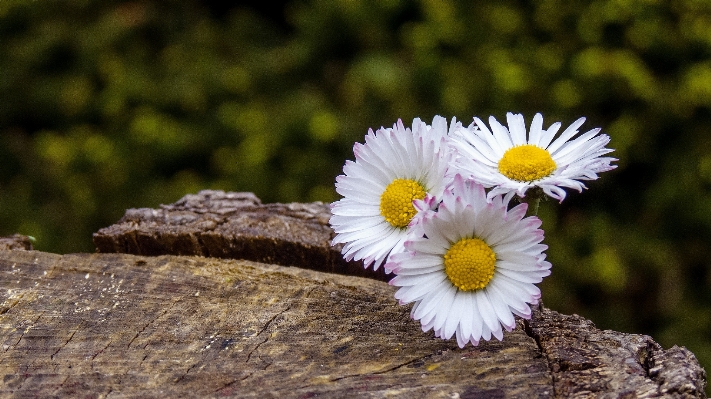 Nature grass blossom plant Photo