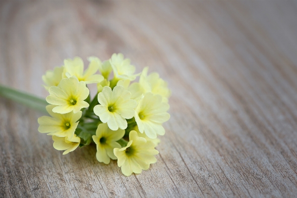 Blossom plant flower petal Photo