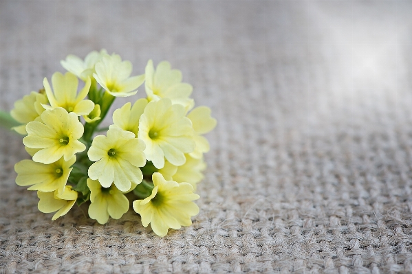 Blossom plant white flower Photo