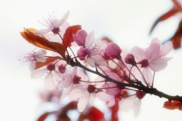 Foto Rama florecer planta flor