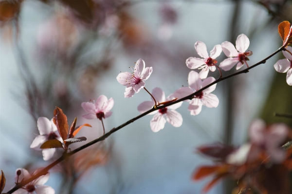 Tree nature branch blossom Photo