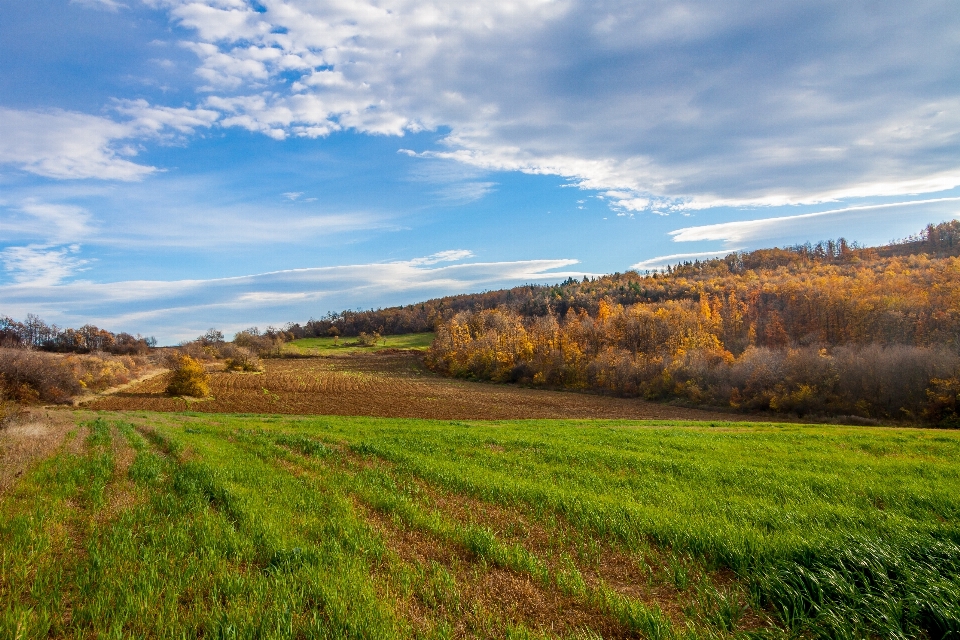 Landscape tree nature forest