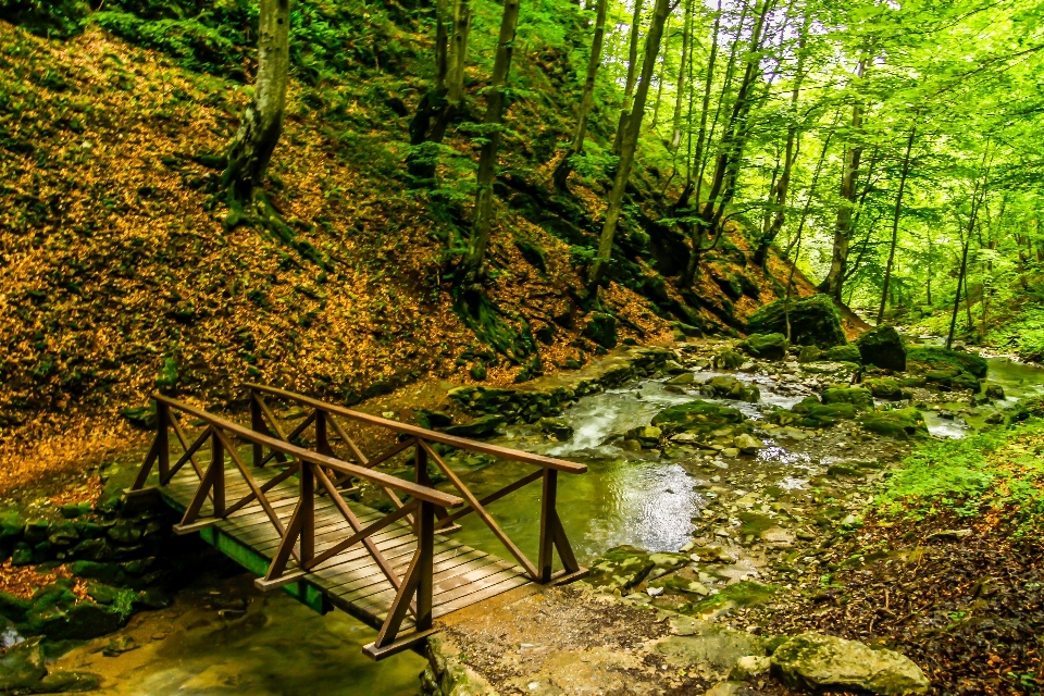 Paisaje árbol naturaleza bosque