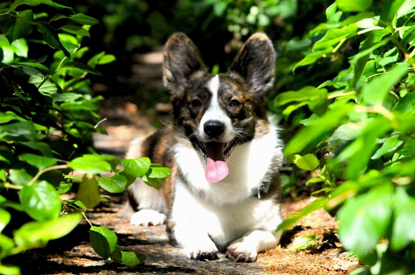 Trail play puppy dog Photo