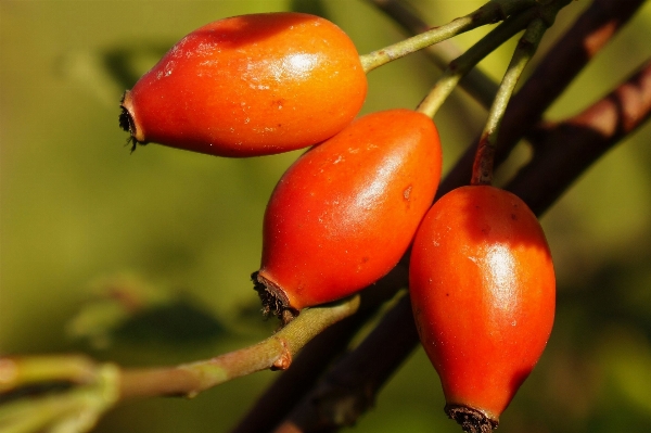 Foto Alam cabang tanaman buah