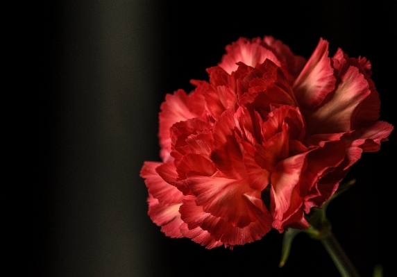 Nature blossom plant flower Photo