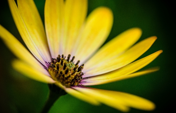 Nature blossom plant photography Photo