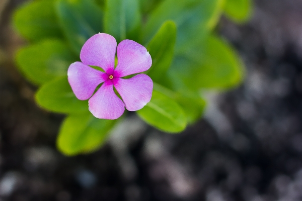 Nature blossom open plant Photo