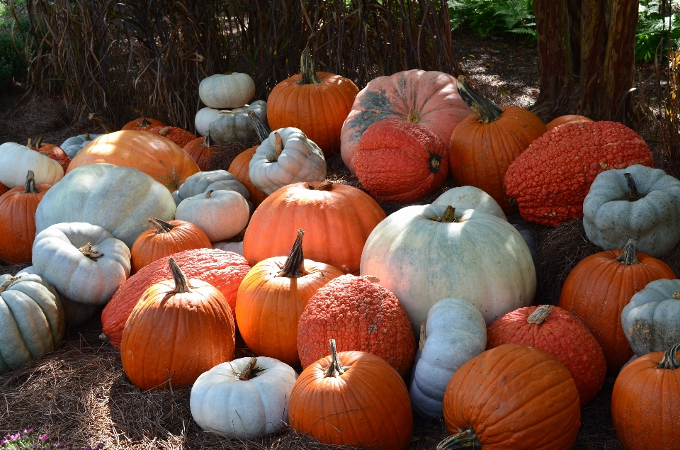 Fall celebration ripe orange