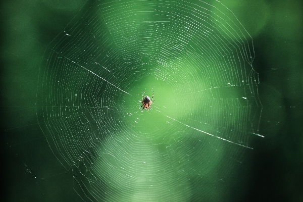 Nature dew sunlight web Photo