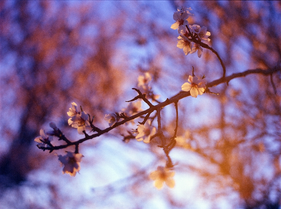 Tree nature branch blossom