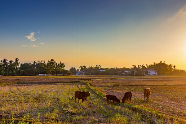 Foto Lanskap pohon alam rumput