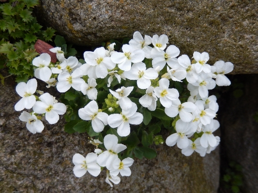 Nature blossom plant white Photo