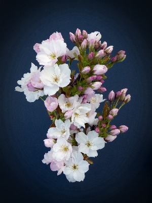 Branch blossom plant flower Photo