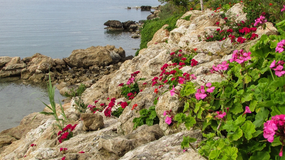 Plage côte fleur jardin