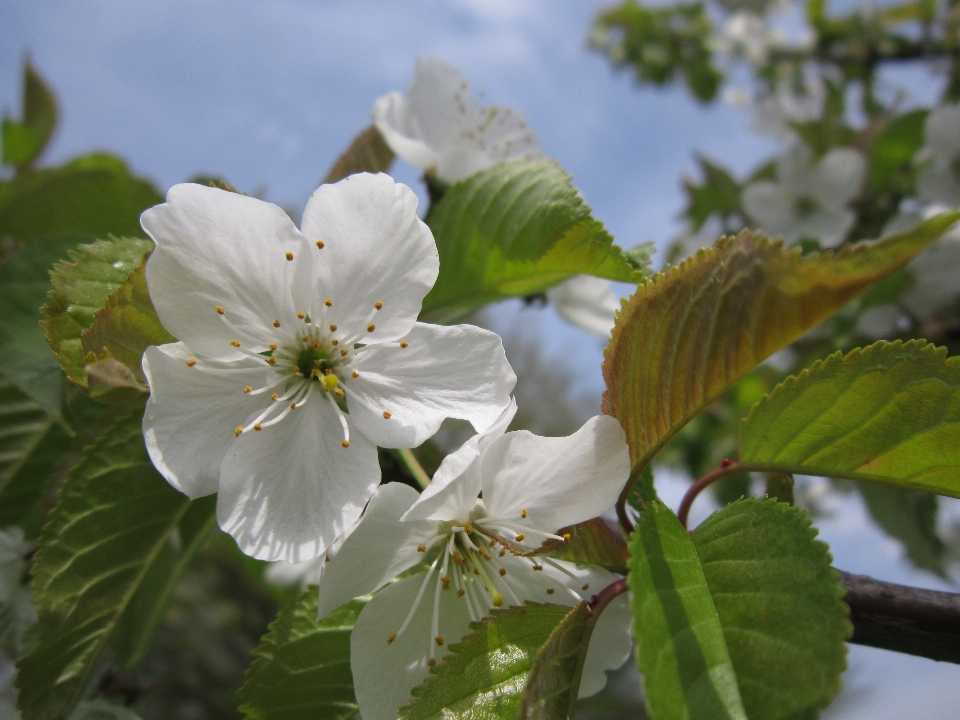 Arbre nature bifurquer fleurir