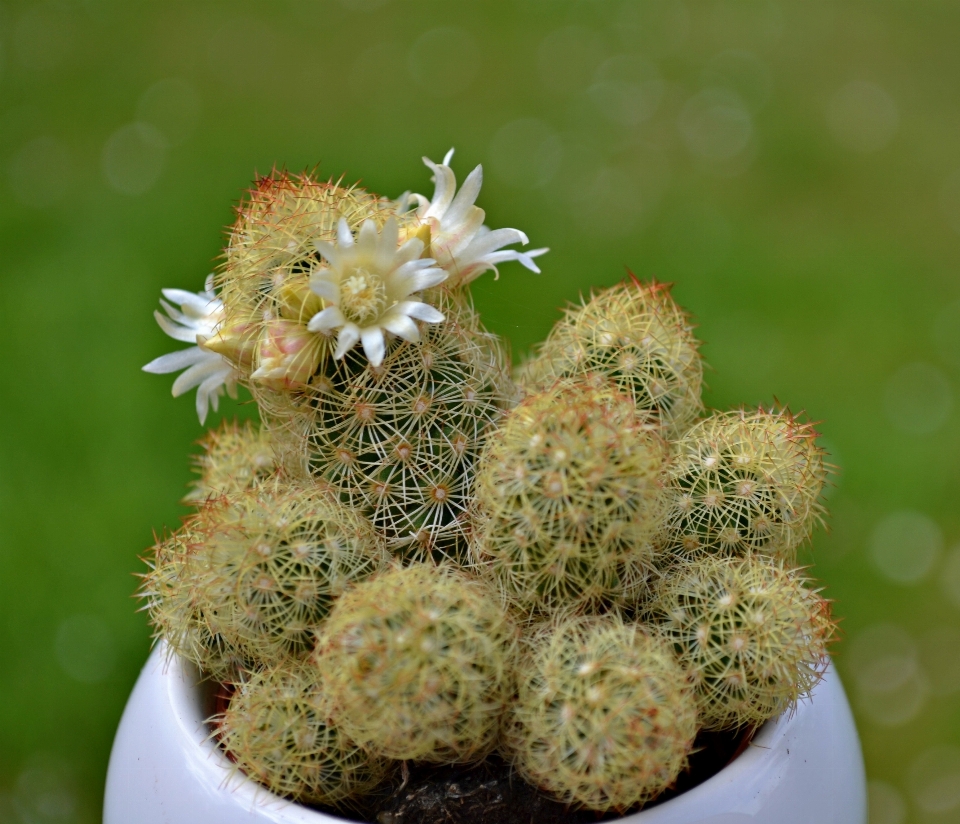 Natura spinoso
 cactus
 pianta