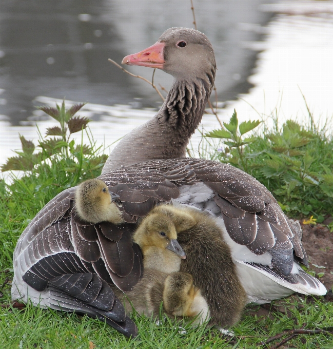 Nature oiseau aile mignon