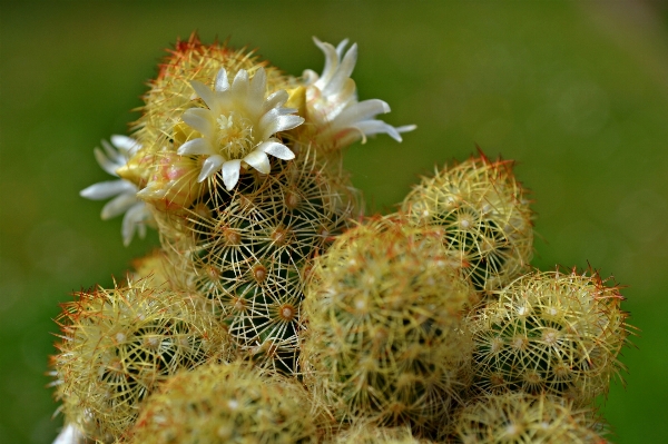 Foto Natureza cacto
 plantar flor