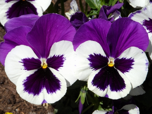 Nature blossom light plant Photo