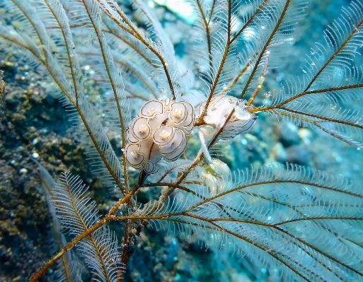 木 自然 ブランチ 植物 写真