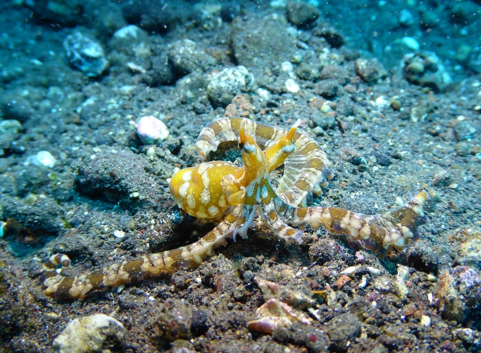 Buceo fauna silvestre submarino alimento