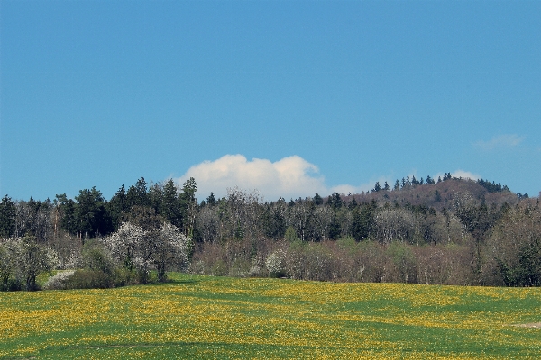 Landscape tree nature forest Photo