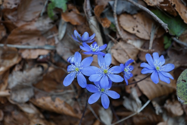 自然 森 花 植物 写真