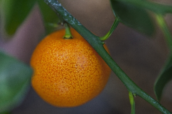 Photo Usine fruit fleur maison