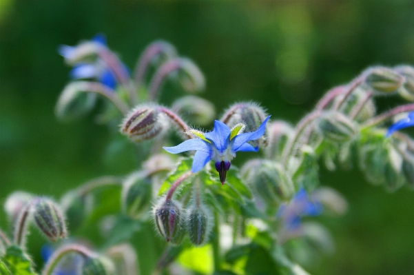 自然 花 植物 草原
 写真