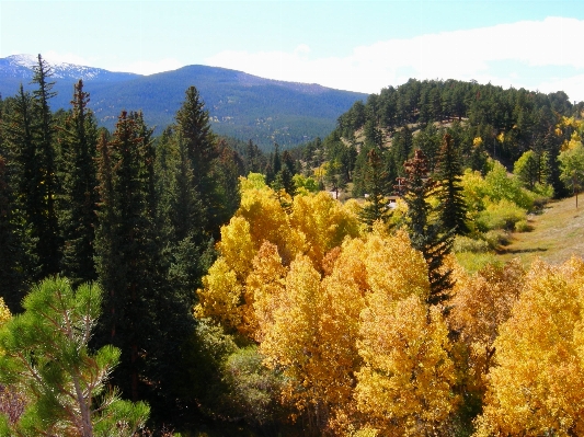 Zdjęcie Krajobraz drzewo natura góra