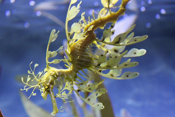 Nature branch flower underwater Photo